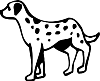 Dalmation