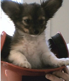 Zoe, papillion puppy